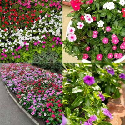 ibains Vinca flower seeds f1 bij 32 Seed(32 per packet)