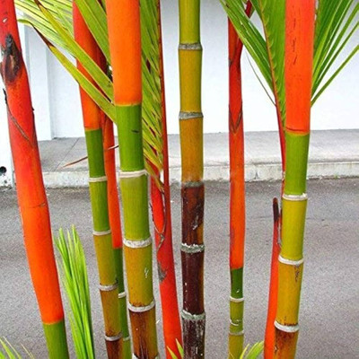 wequality red bamboo seeds for garden/bamboo seeds 39 Seed(39 per packet)