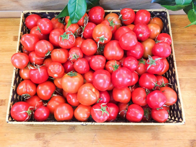 VRAKSHA Best quality Tomato Seed(500 per packet)