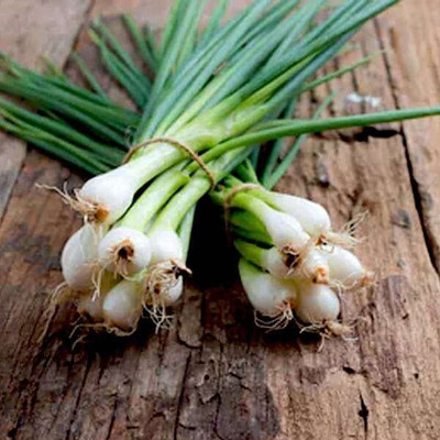 Qualtivate ICRA-1A Spring Cut Bunching Onion Seeds Seed(500 per packet)