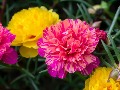 Lorvox 12'0 Clock Flower Seed(60 per packet)