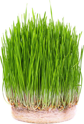 VibeX GBPUT-95 - Hard Red Winter Wheat - (7500 Seeds) Seed(7500 per packet)