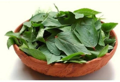 ITTUMM Spinach, Tree (Chenopodium giganteum) Seed(500 per packet)