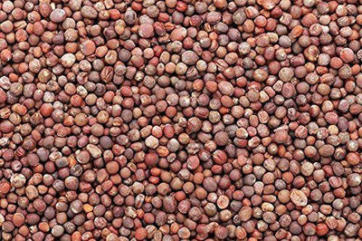 CYBEXIS XLR-57 - Green Broccoli - (1350 Seeds) Seed(1350 per packet)