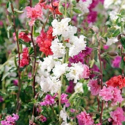 Aywal Clarkia elegans double mix Seed(10 per packet)