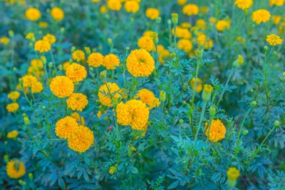 bloomaura marigold,gende ka phool seeds Seed(20 per packet)