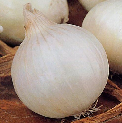 KNESSiN F1 Hybrid Giant White Onion Seeds for Terrace Gardening-(2400 Seeds) Seed(2400 per packet)