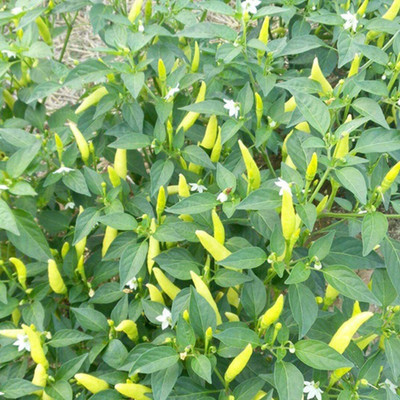 CYBEXIS Hot yellow chilli Seeds1200 Seeds Seed(1200 per packet)