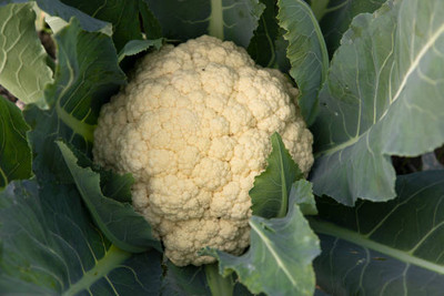 Fiorucci white cauliflower,gobhee seeds Seed(20 per packet)