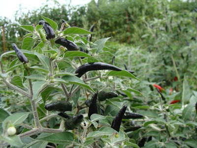 ibains Long chilli seeds Seed(290 per packet)