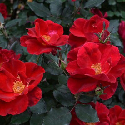 Qualtivate HXL-7AT Red Rose Seeds Seed(25 per packet)