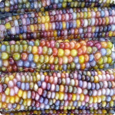 VibeX NDIR-34 - Glass Gem Corn - (2250 Seeds) Seed(2250 per packet)