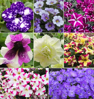 Qualtivate KGF -99 Petunia Hanging Flower Seeds Dwarf Seed(50 per packet)