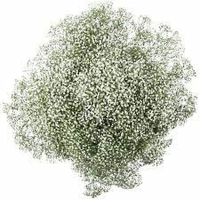 Aywal Gypsophila Good Germination Mixed Color Flower Seed(70 per packet)