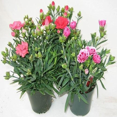 Lorvox Carnation Seed(110 per packet)