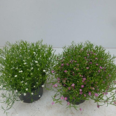 XOLDA Exotic gypsophila Seed(39 per packet)