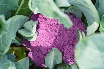 Kritharth Creation white cauliflower,gobhee seeds Seed(30 per packet)
