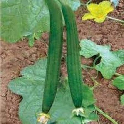Aywal Sponge gourd (courge torchon) Seed(50 per packet)