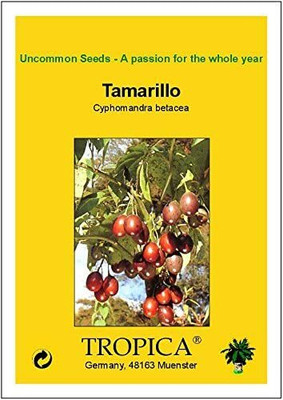 CYBEXIS Tomato Tree Tamarillo Cyphomandra Betacea2000 Seeds Seed(2000 per packet)