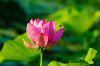 STARKC lotus,kamal gatta Seed(11 per packet)