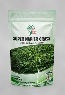 Green India SUPER NAPIER GRASS Seed (200 g) Seed(200 g)