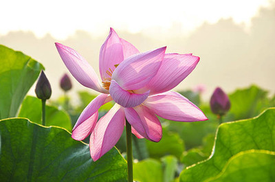TREECARE lotus,kamal gatta Seed(14 per packet)