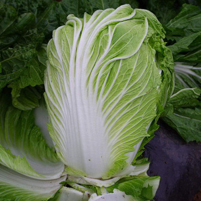 KNESSiN Cabbage Small rapeseed Seed(200 per packet)
