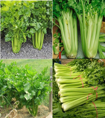 ibains Celery leaf seed beez 47 Seed(47 per packet)