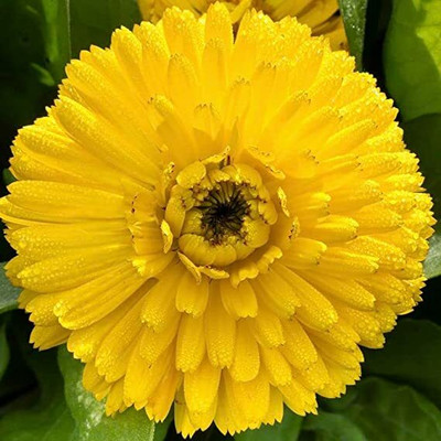 Aywal Calendula Hybrid Flower Seed(10 per packet)