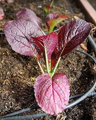 VibeX ® XLR-422 Mustard Red Garnet Giant Seed(500 per packet)
