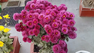 Aywal Chrysanthemum Mix Heirloom Flower Seed(10 per packet)