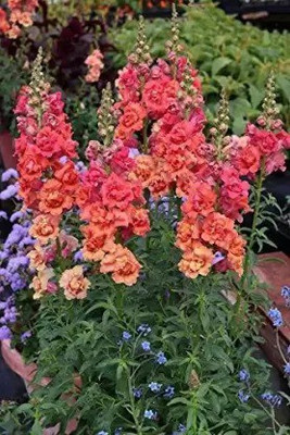 MAA Antirrhinum Seed(108 per packet)