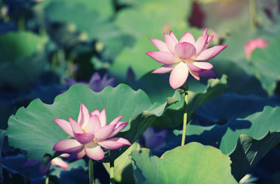 KRITHARTH lotus,kamal gatta Seed(11 per packet)