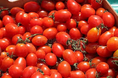 XOLDAA hybrid f1 quality tomato seeds Seed(20 per packet)