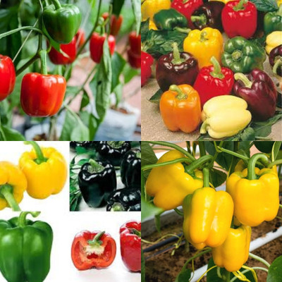 ibains diffrent capsicum seeds shimla mirchi 84 Seed(84 per packet)