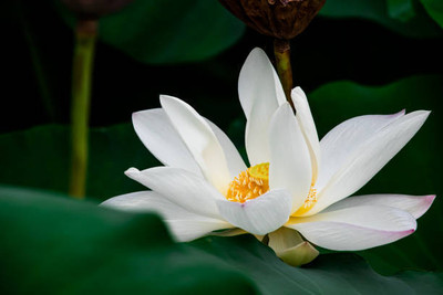 VenHub lotus,kamal gatta Seed(11 per packet)