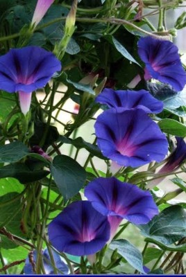 CYBEXIS LX-98 - Morning Glory Ipomea Scarlet Morning Glory O Hara F1 Hybrid (300 Seeds) Seed(300 per packet)