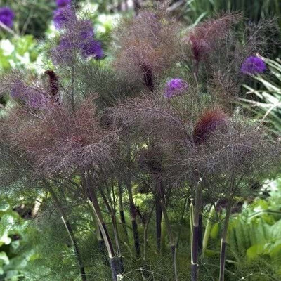 VibeX XLL-18 - Bronze Fennel Herb - (2250 Seeds) Seed(2250 per packet)