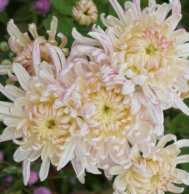 Quentova Chrysanthemum Flower-10K-VXI Seed(75 per packet)