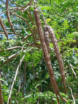 CYBEXIS NBIR-76 - Flowering DRUMSTICK TREE Moringa Oleifera - (150 Seeds) Seed(150 per packet)