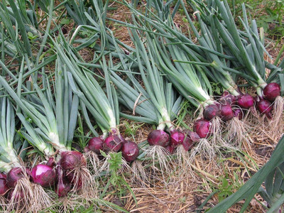WILLVINE NKR -III High Yield Red Onion Hybrid Allium Cepa [50g] Seed(30000 per packet)