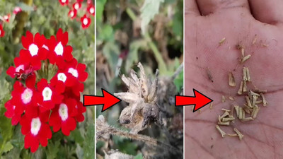 Aywal Verbena- Mammoth Mix Seed(20 per packet)