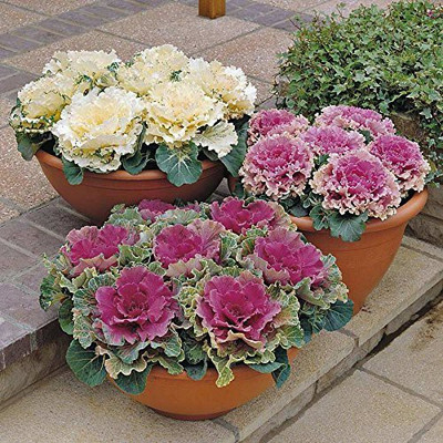 KANAYA Ornamental Kale Seed(36 per packet)