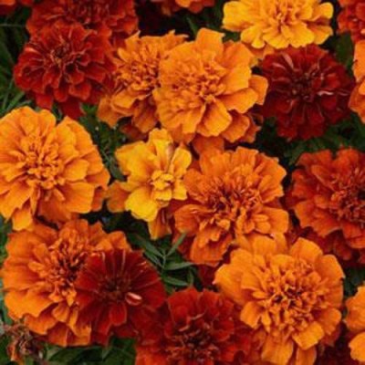 CYBEXIS VVI-55 - French Marigold Fireball - (2250 Seeds) Seed(2250 per packet)