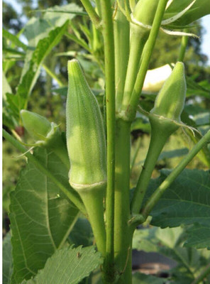greenfarm NXC- Okra Seeds/ Bhindi Seeds/ 180 X Seeds ,mmj77 Seed(180 per packet)