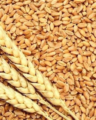 VibeX ATS-50 - Cat Grass Hard Red Winter Wheat - (22500 Seeds) Seed(22500 per packet)