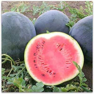 Biosnyg Heat Tolerant Black Beauty Watermelon Fruit Seeds For Planting-(250 Seeds) Seed(250 per packet)
