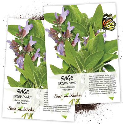 CYBEXIS KGF -88 - Broad Leaved Sage(Salvia officinalis) - (1350 Seeds) Seed(1350 per packet)