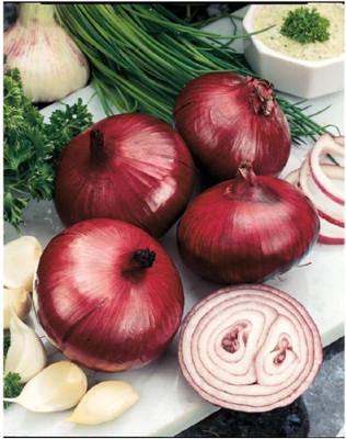 KNESSiN Onion RED Baron Seed(1250 per packet)