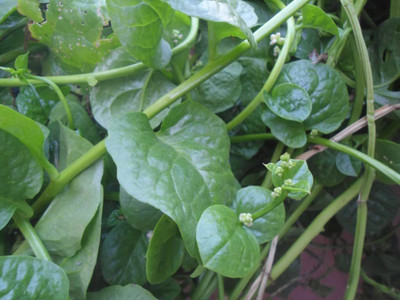 VibeX NBIR-8 - Big Round Leaf Malabar Spinach - (750 Seeds) Seed(750 per packet)